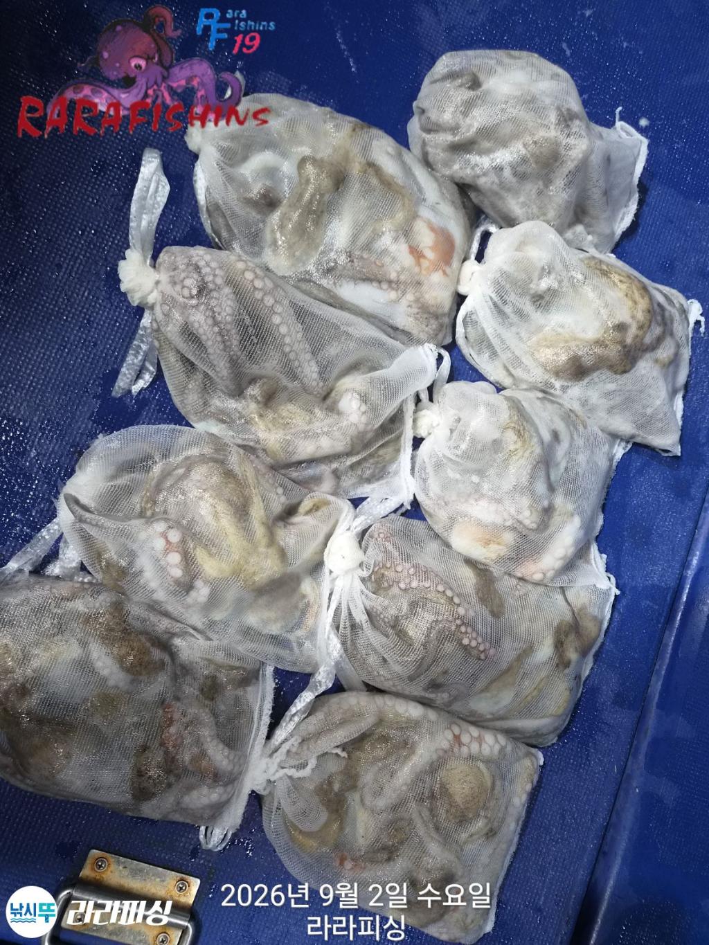 낚시뚜,돌문어,속천항(진해),라라피싱,낚시뚜13