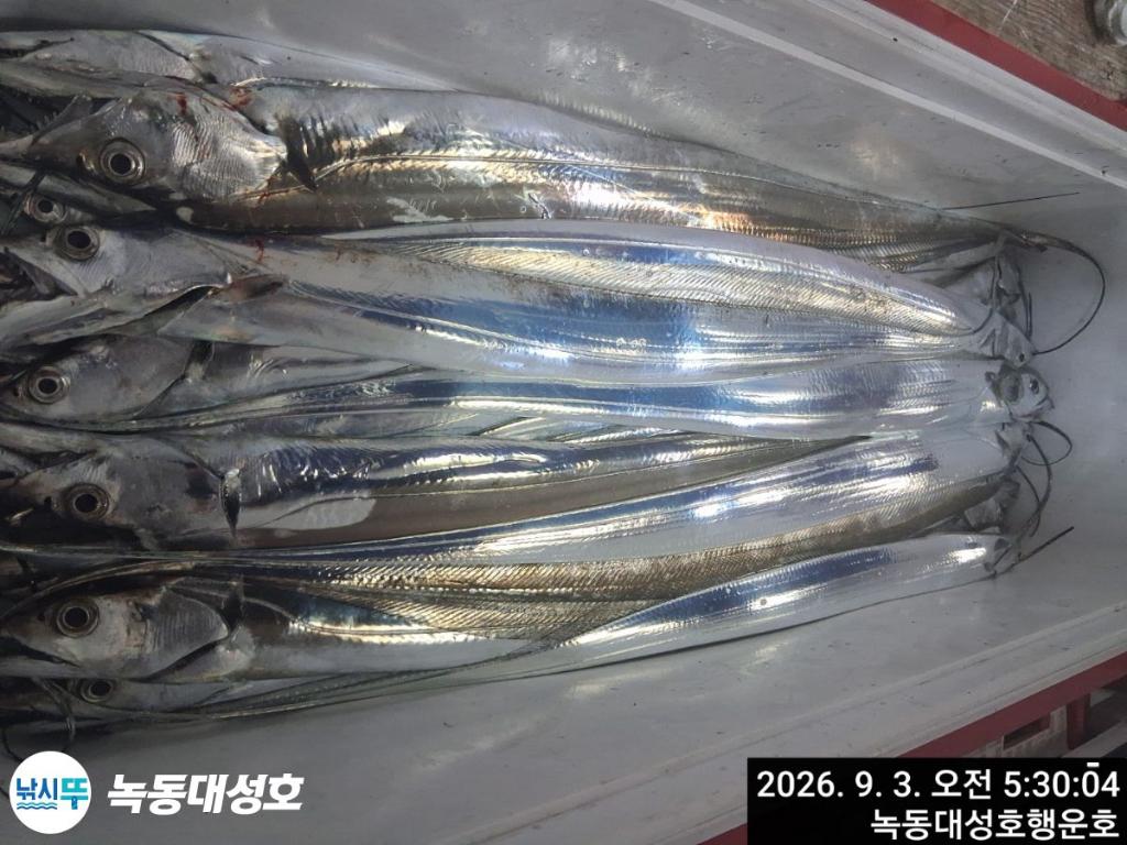 낚시뚜,갈치,녹동항,녹동대성호,낚시뚜38