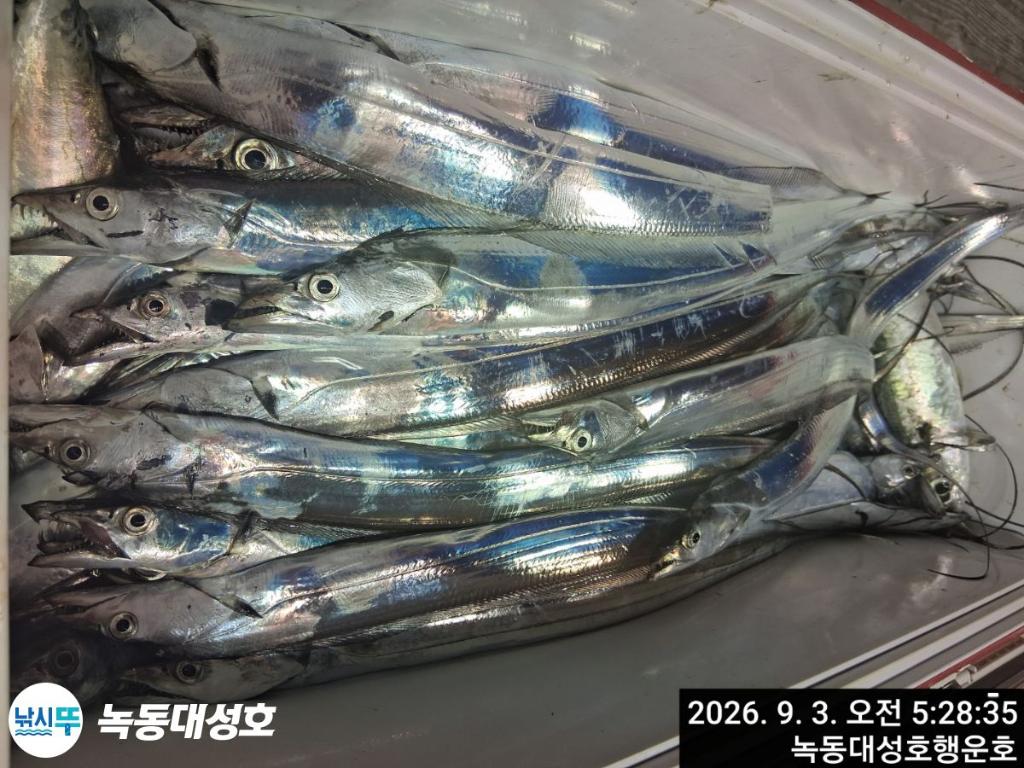 낚시뚜,갈치,녹동항,녹동대성호,낚시뚜37