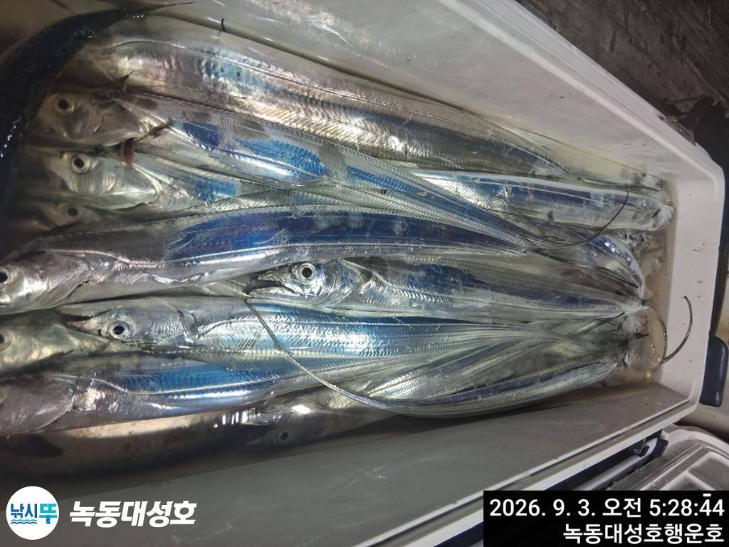 낚시뚜,갈치,녹동항,녹동대성호,낚시뚜36