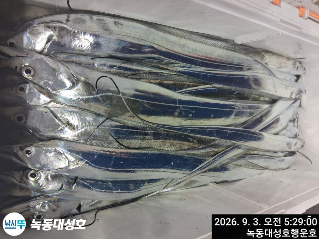낚시뚜,갈치,녹동항,녹동대성호,낚시뚜35