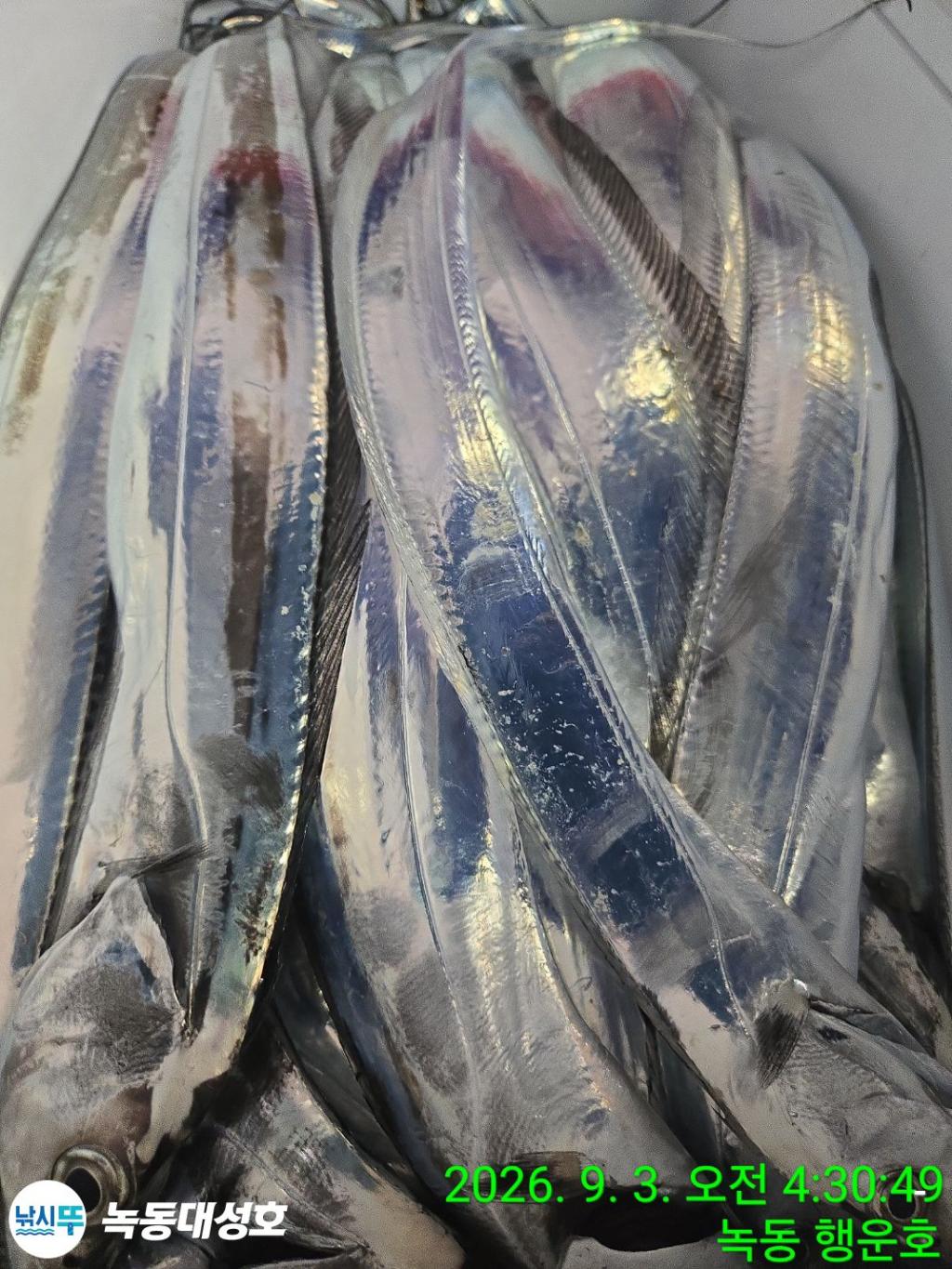 낚시뚜,갈치,녹동항,녹동대성호,낚시뚜26