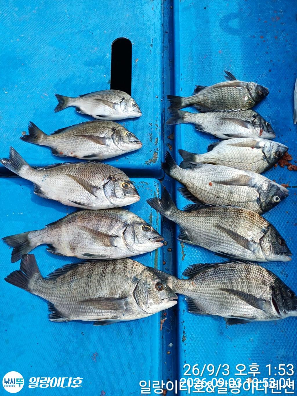 낚시뚜,감성돔,냉천항,일랑이다호,낚시뚜2