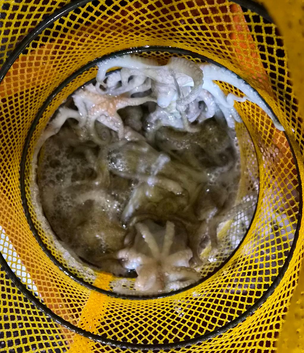낚시뚜,돌문어,포항여남항,포항포시즌호,낚시뚜10