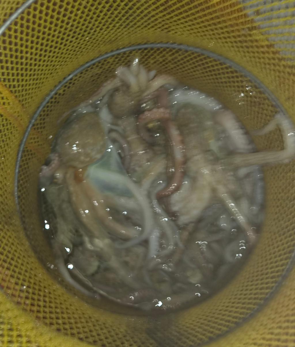 낚시뚜,돌문어,포항여남항,포항포시즌호,낚시뚜9