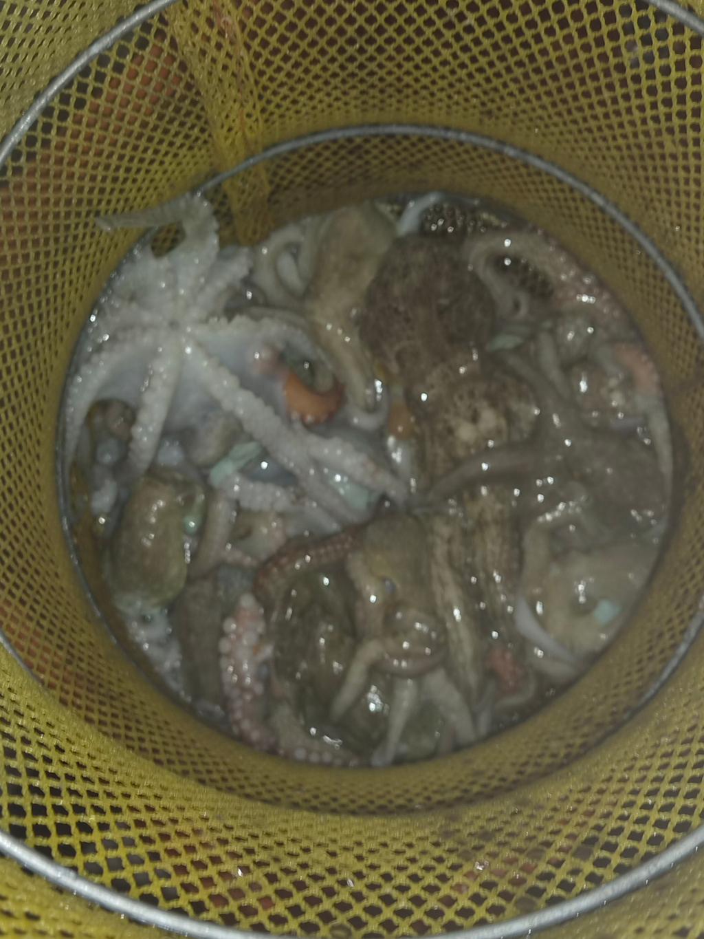 낚시뚜,돌문어,포항여남항,포항포시즌호,낚시뚜8
