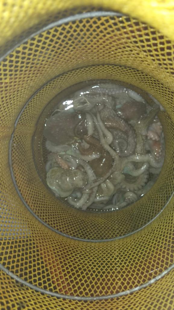 낚시뚜,돌문어,포항여남항,포항포시즌호,낚시뚜6