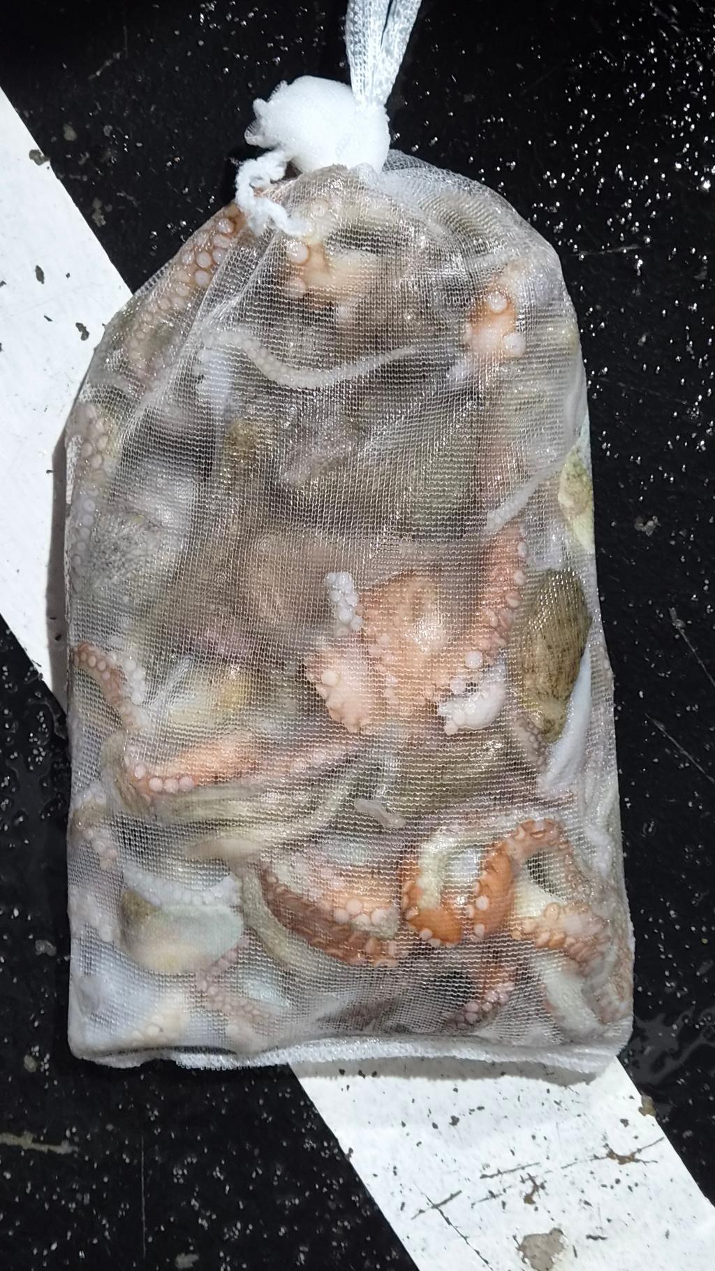 낚시뚜,돌문어,포항여남항,포항포시즌호,낚시뚜2