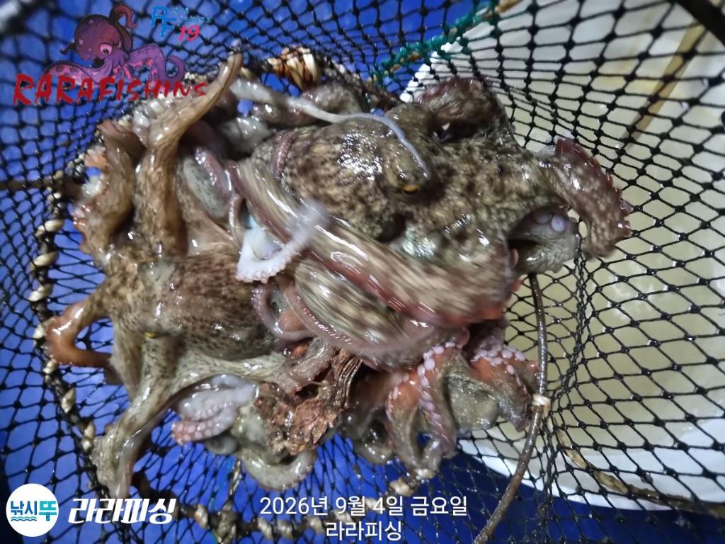 낚시뚜,돌문어,속천항(진해),라라피싱,낚시뚜10