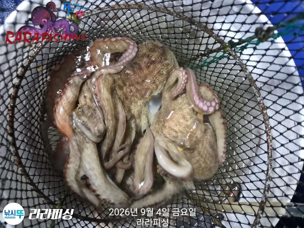낚시뚜,돌문어,속천항(진해),라라피싱,낚시뚜9