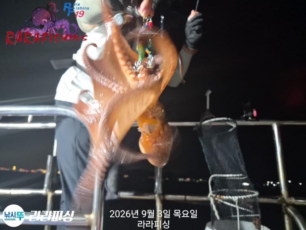 낚시뚜,돌문어,속천항(진해),라라피싱,낚시뚜6
