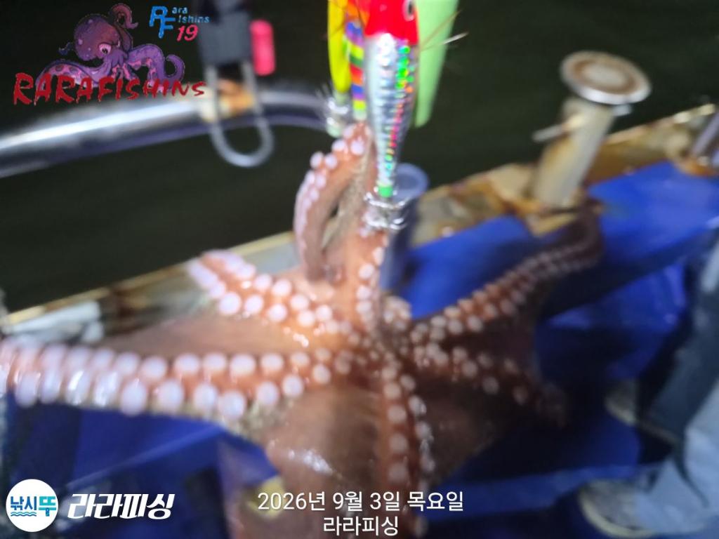 낚시뚜,돌문어,속천항(진해),라라피싱,낚시뚜7