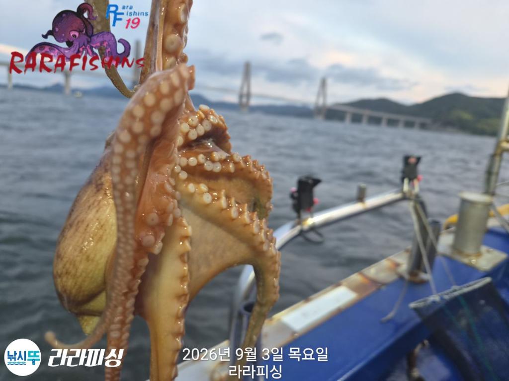 낚시뚜,돌문어,속천항(진해),라라피싱,낚시뚜5