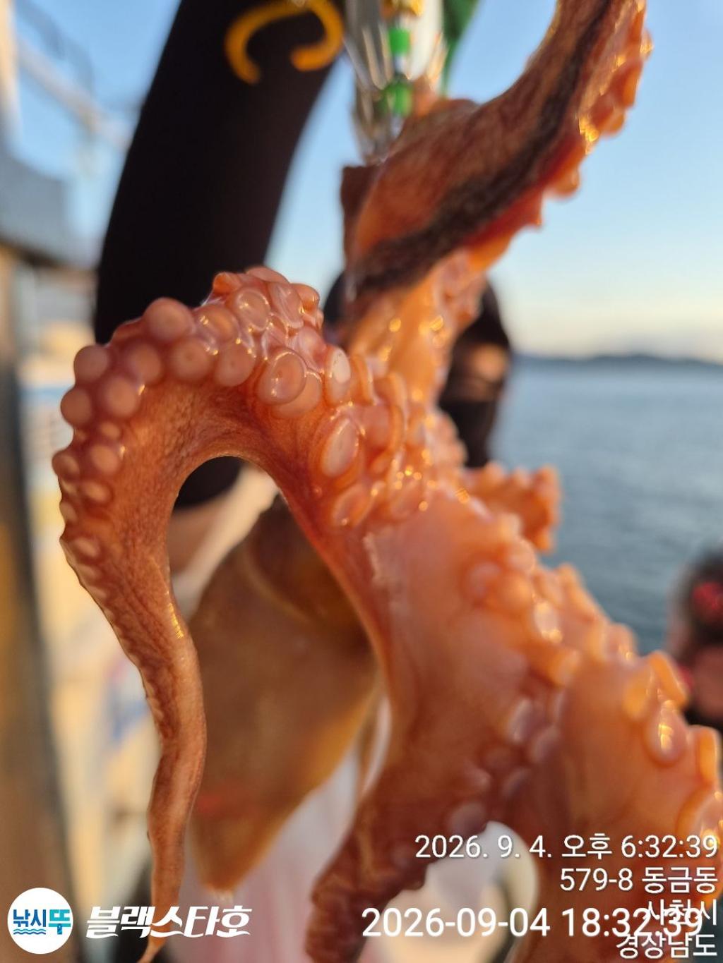 낚시뚜,돌문어,삼천포 팔포항,삼천포 블랙스타,낚시뚜7