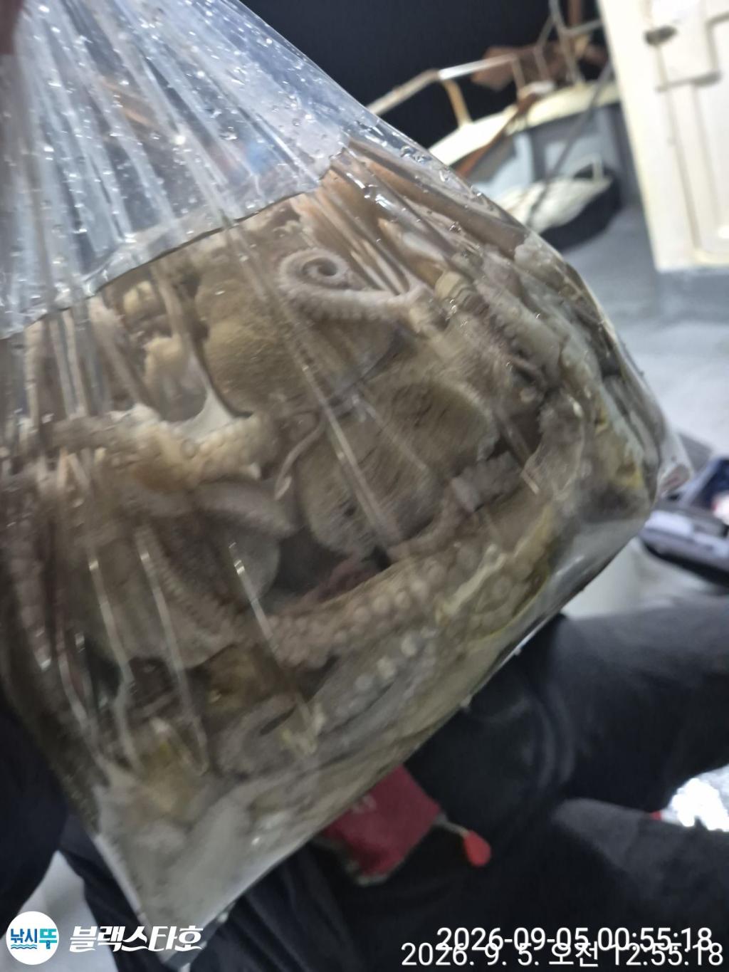 낚시뚜,돌문어,삼천포 팔포항,삼천포 블랙스타,낚시뚜22
