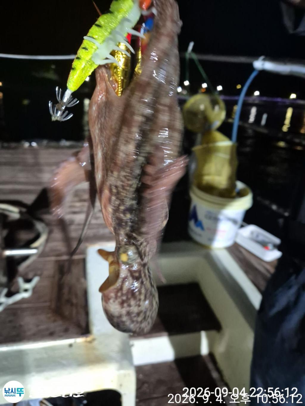 낚시뚜,돌문어,삼천포 팔포항,삼천포 블랙스타,낚시뚜15