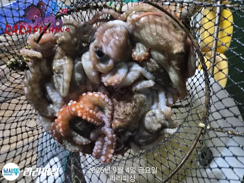 낚시뚜,돌문어,속천항(진해),라라피싱,낚시뚜7