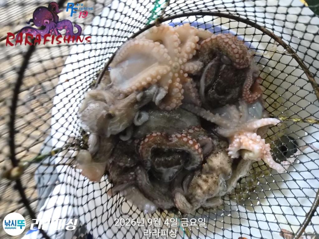 낚시뚜,돌문어,속천항(진해),라라피싱,낚시뚜5