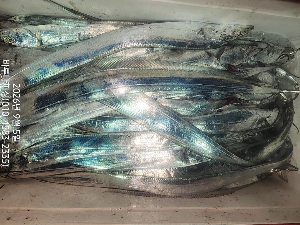 낚시뚜,갈치,속천항(진해),바루나피싱,낚시뚜9