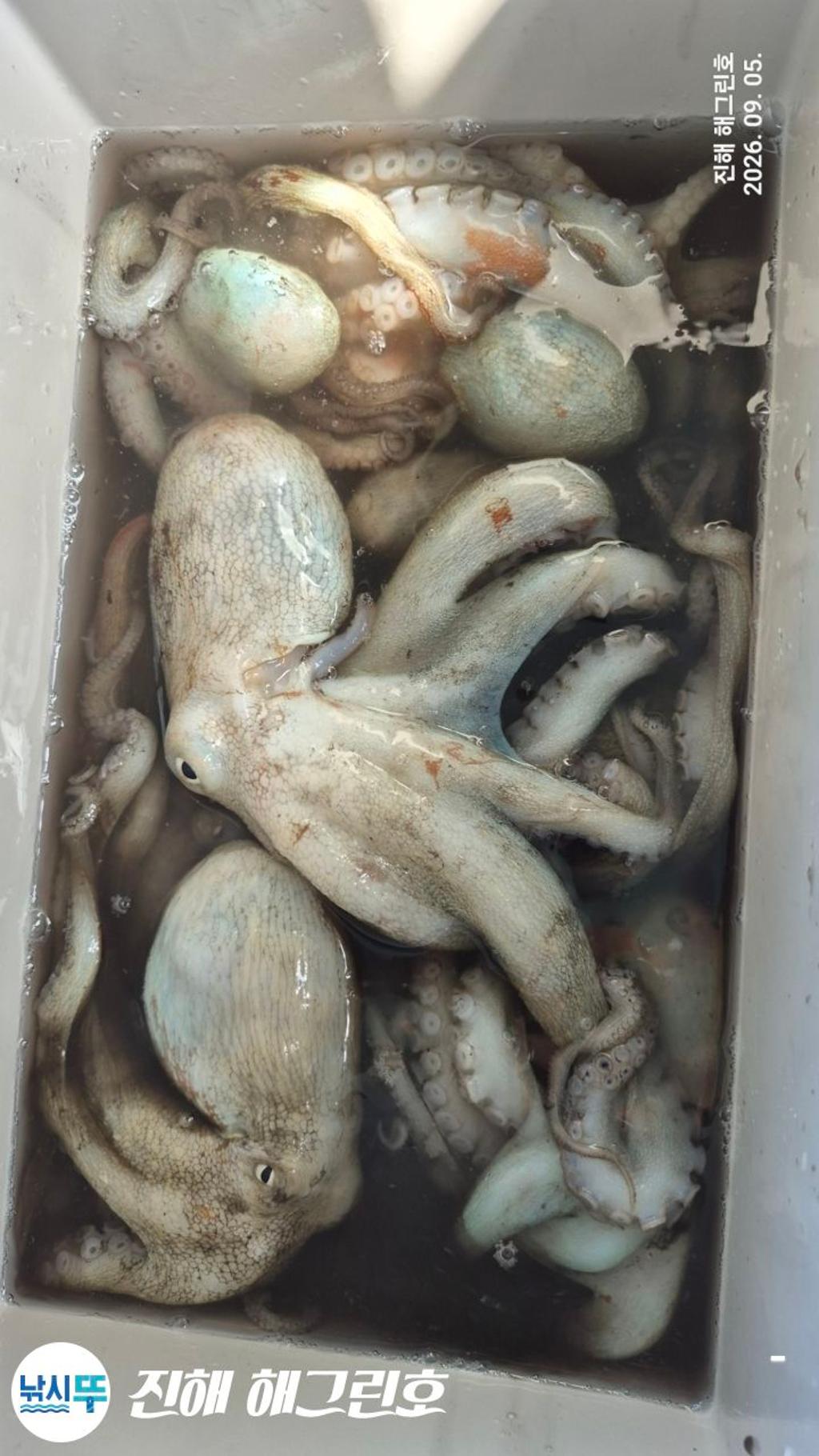 낚시뚜,돌문어,삼포항,진해 해그린호,낚시뚜0