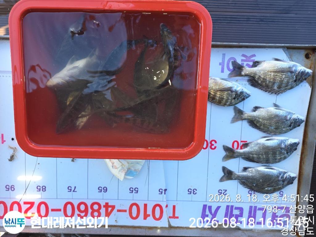 낚시뚜,감성돔,참돔,풍화상장마을,통영 현대레져선외기,낚시뚜6