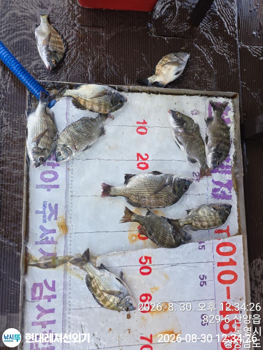 낚시뚜,감성돔,참돔,풍화상장마을,통영 현대레져선외기,낚시뚜5