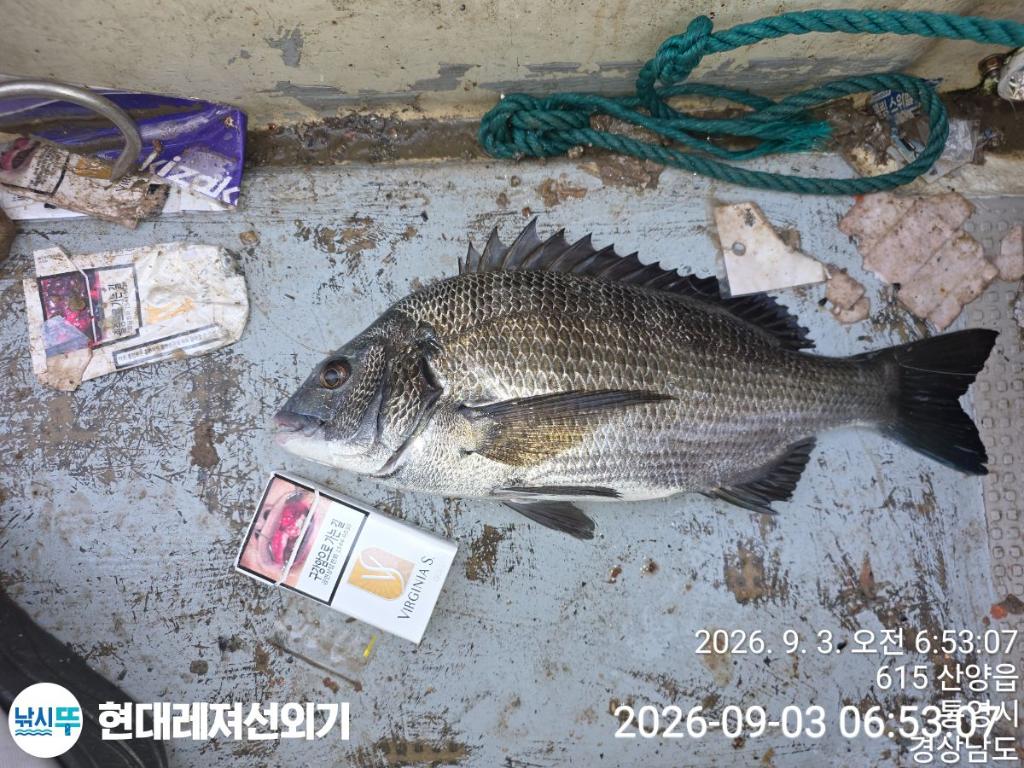 낚시뚜,감성돔,참돔,풍화상장마을,통영 현대레져선외기,낚시뚜4
