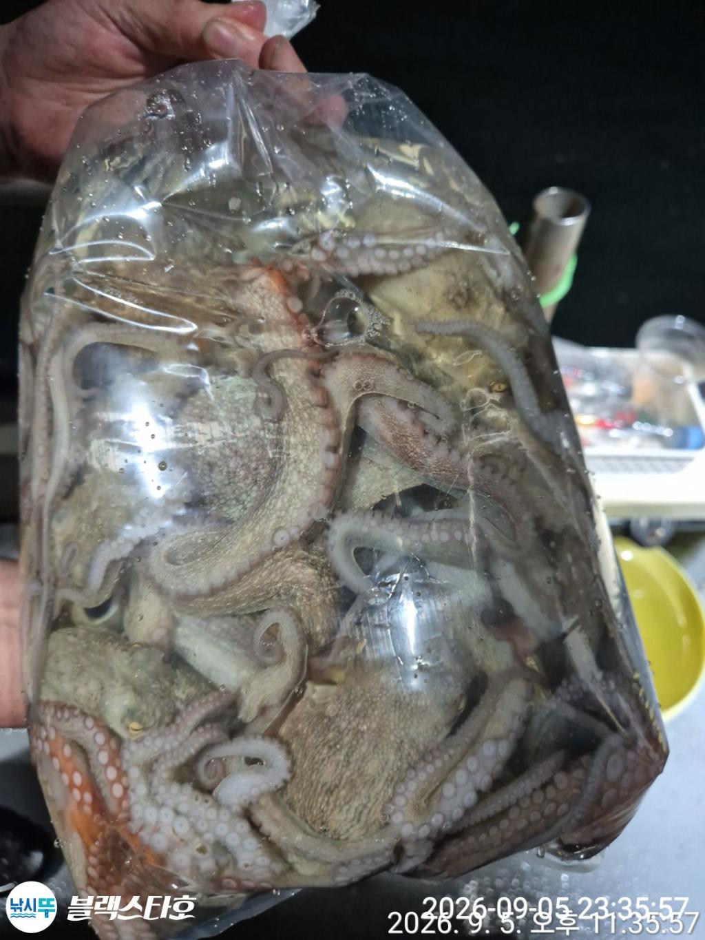 낚시뚜,돌문어,삼천포 팔포항,삼천포 블랙스타,낚시뚜21