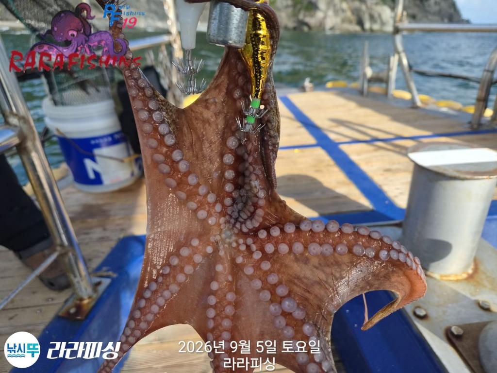 낚시뚜,돌문어,속천항(진해),라라피싱,낚시뚜3