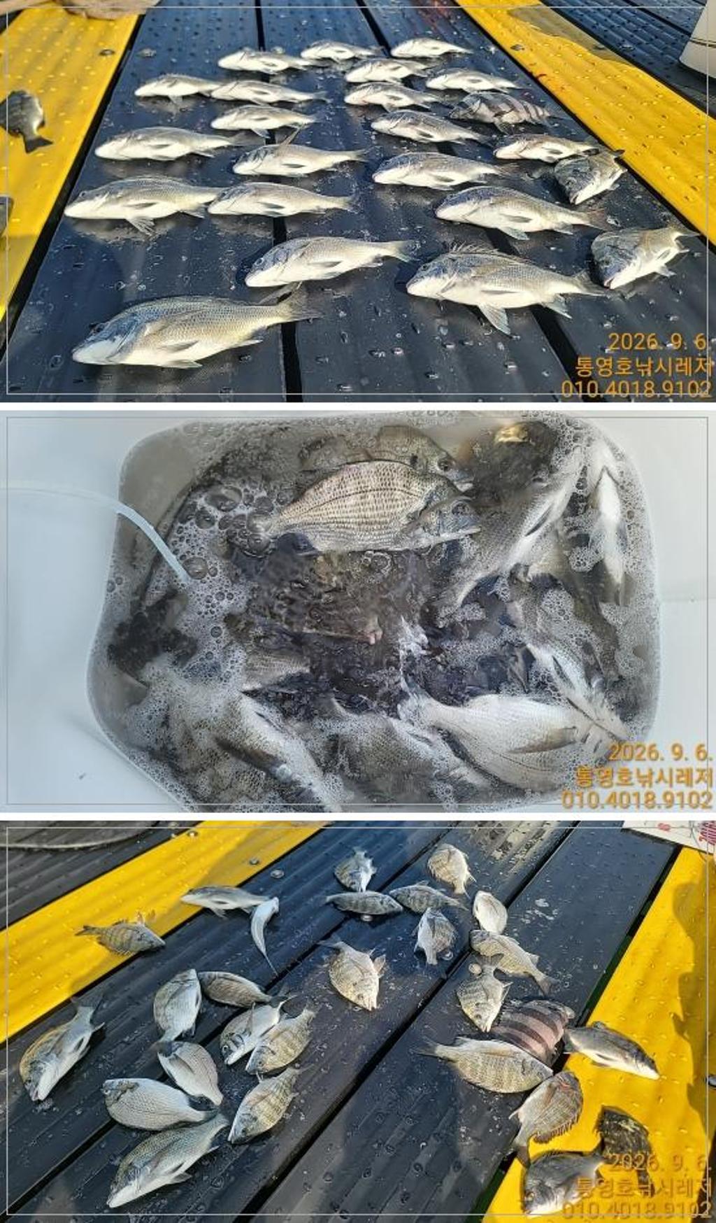 낚시뚜,감성돔,풍화수월선착장,통영호 낚시레져,낚시뚜0