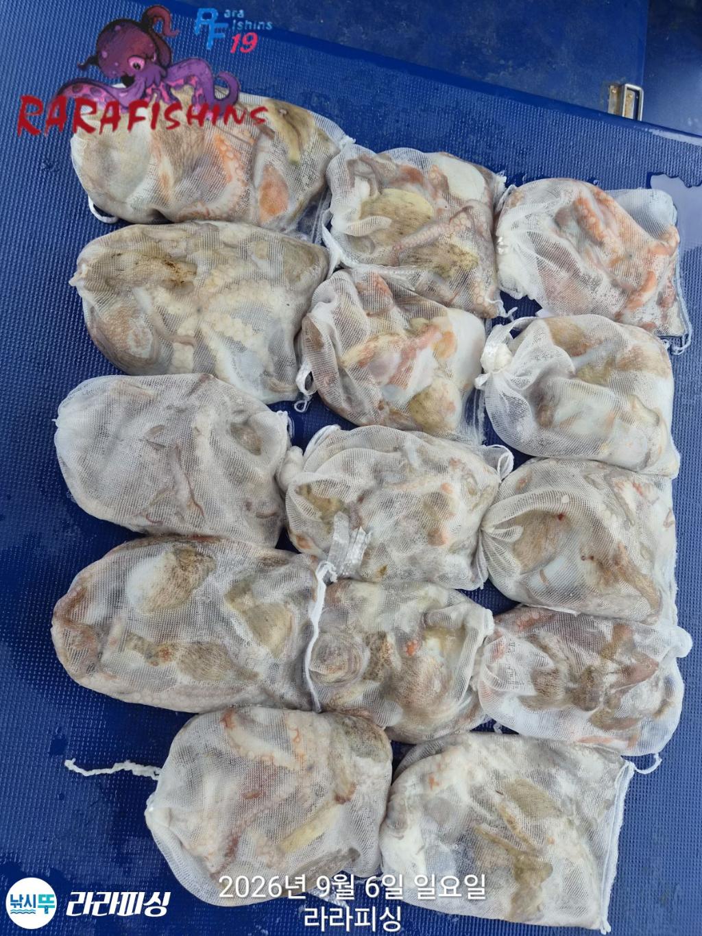 낚시뚜,돌문어,속천항(진해),라라피싱,낚시뚜17