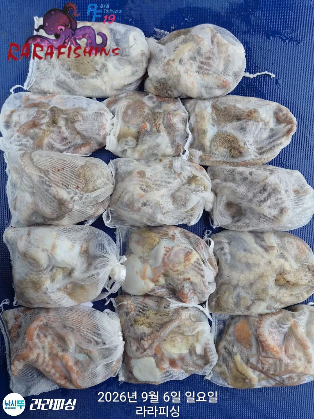 낚시뚜,돌문어,속천항(진해),라라피싱,낚시뚜1