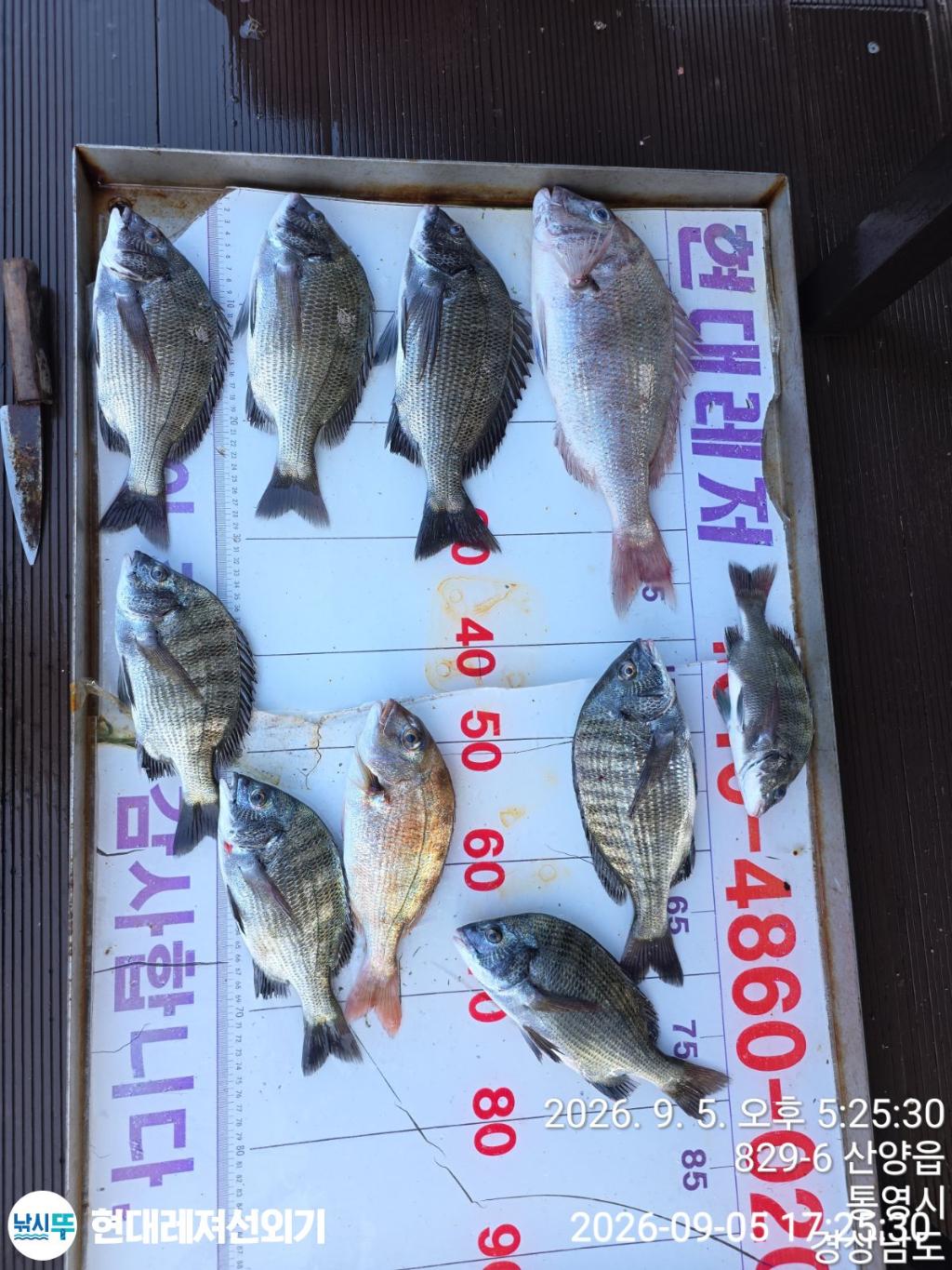 낚시뚜,감성돔,참돔,무늬오징어,풍화상장마을,통영 현대레져선외기,낚시뚜3