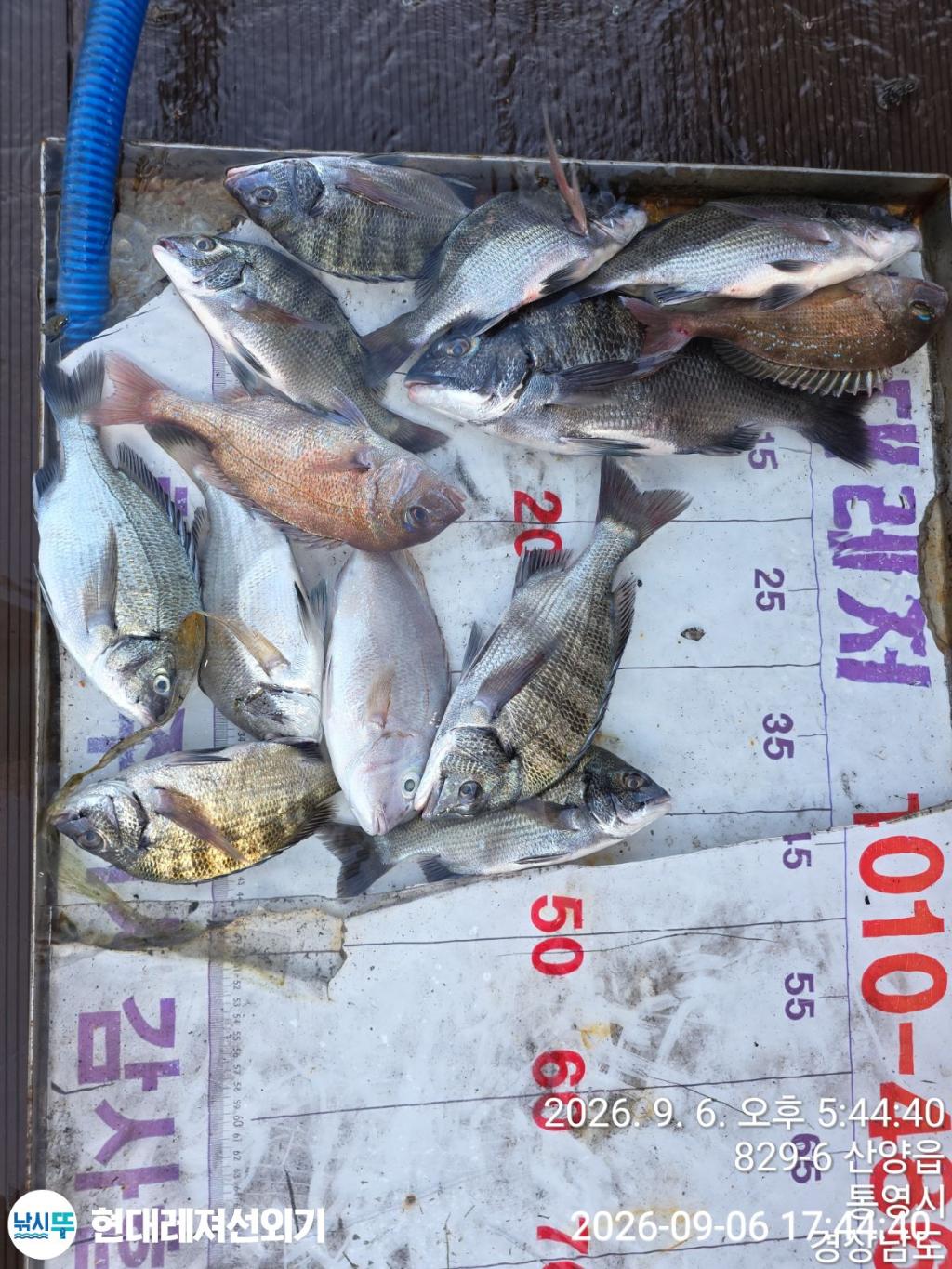 낚시뚜,감성돔,참돔,무늬오징어,풍화상장마을,통영 현대레져선외기,낚시뚜2