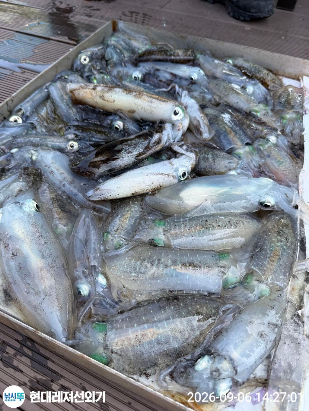 낚시뚜,감성돔,참돔,무늬오징어,풍화상장마을,통영 현대레져선외기,낚시뚜1
