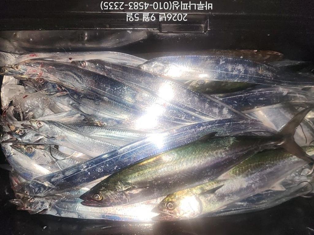낚시뚜,갈치,속천항(진해),바루나피싱,낚시뚜9