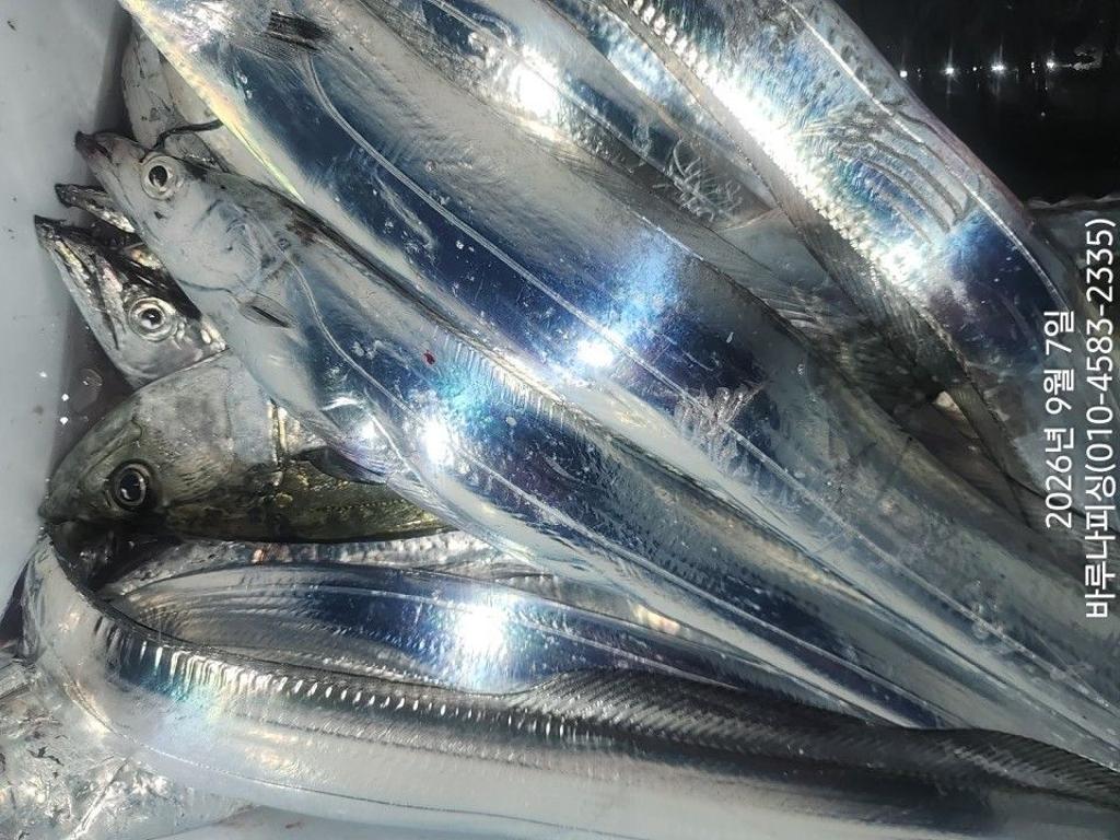 낚시뚜,갈치,속천항(진해),바루나피싱,낚시뚜2