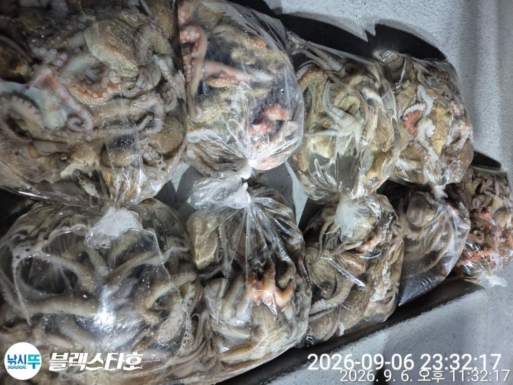 낚시뚜,돌문어,삼천포 팔포항,삼천포 블랙스타,낚시뚜20