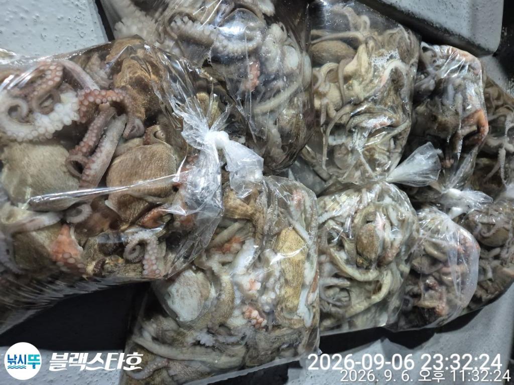 낚시뚜,돌문어,삼천포 팔포항,삼천포 블랙스타,낚시뚜19