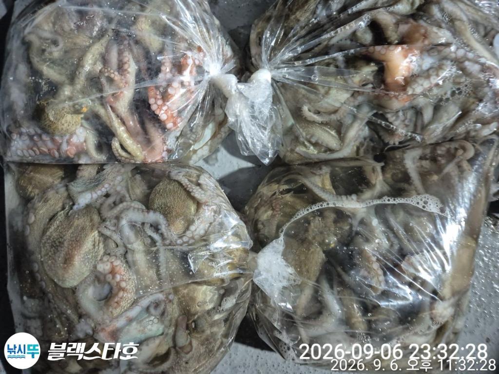 낚시뚜,돌문어,삼천포 팔포항,삼천포 블랙스타,낚시뚜18