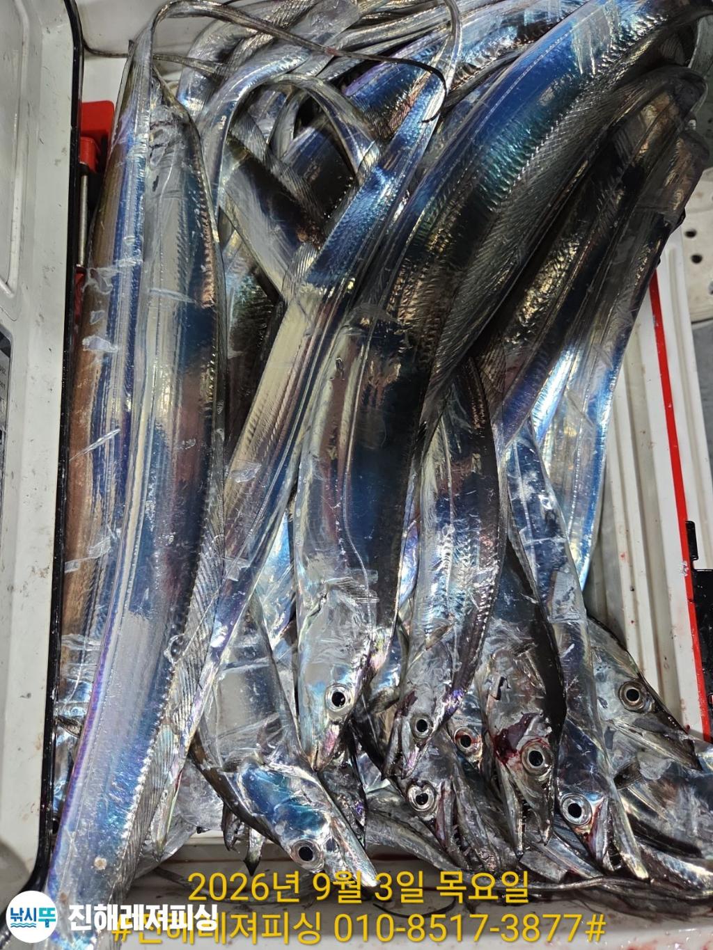 낚시뚜,갈치,진해1부두항,진해레져피싱,낚시뚜24
