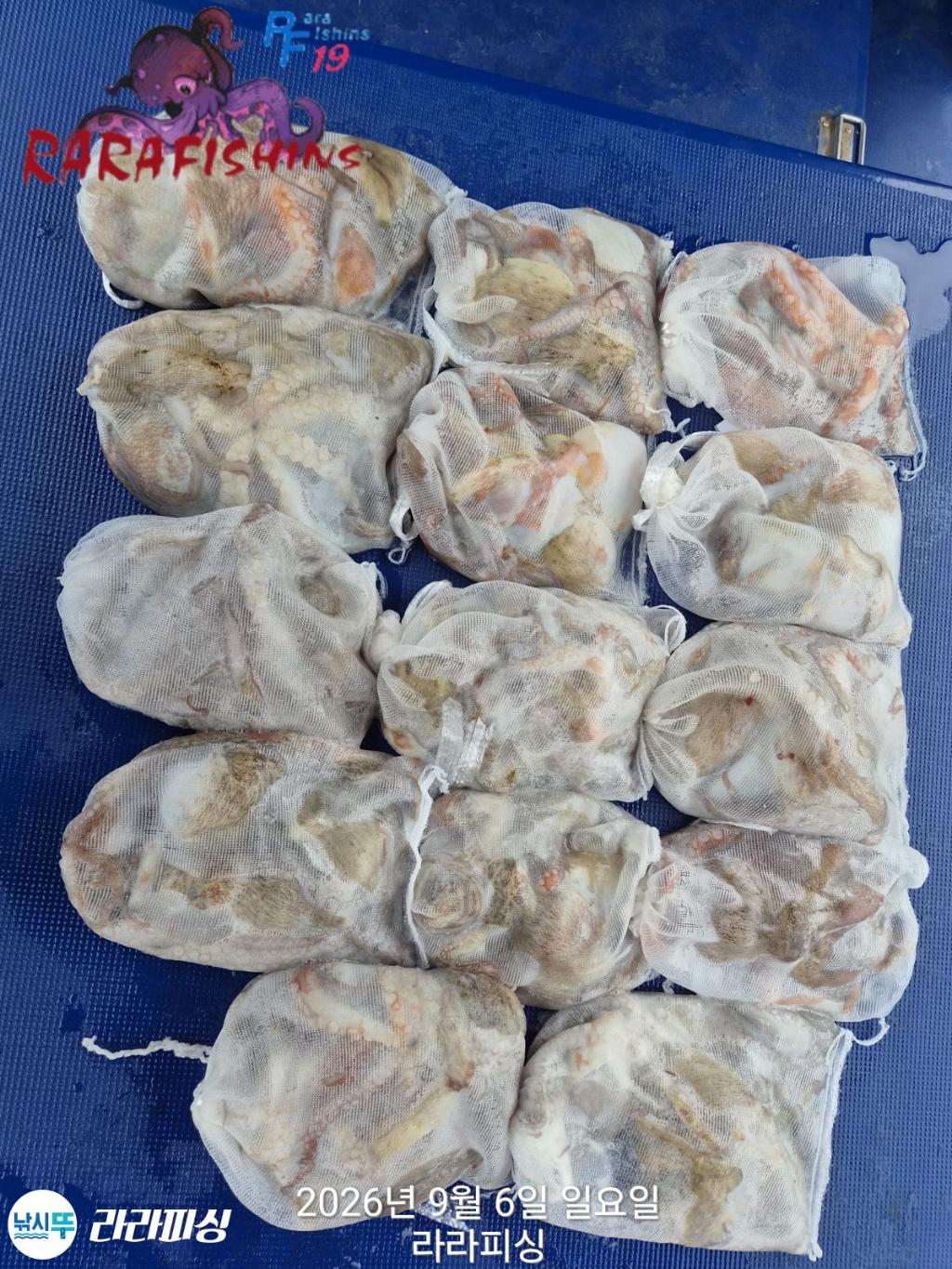 낚시뚜,돌문어,속천항(진해),라라피싱,낚시뚜12