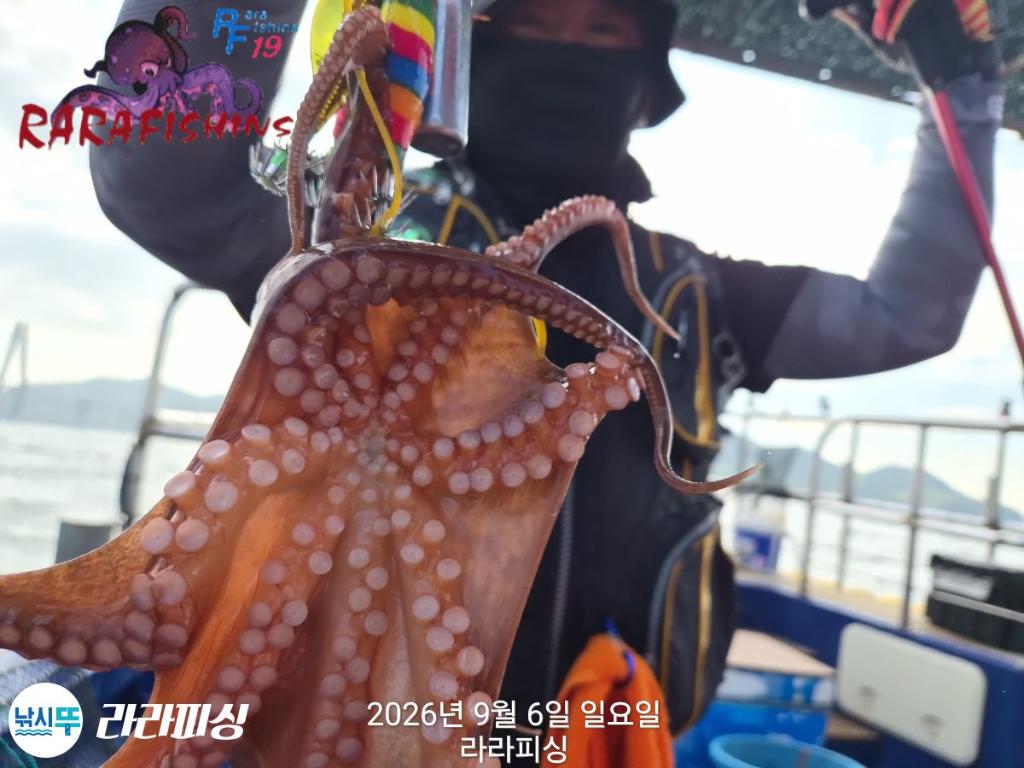 낚시뚜,돌문어,속천항(진해),라라피싱,낚시뚜8