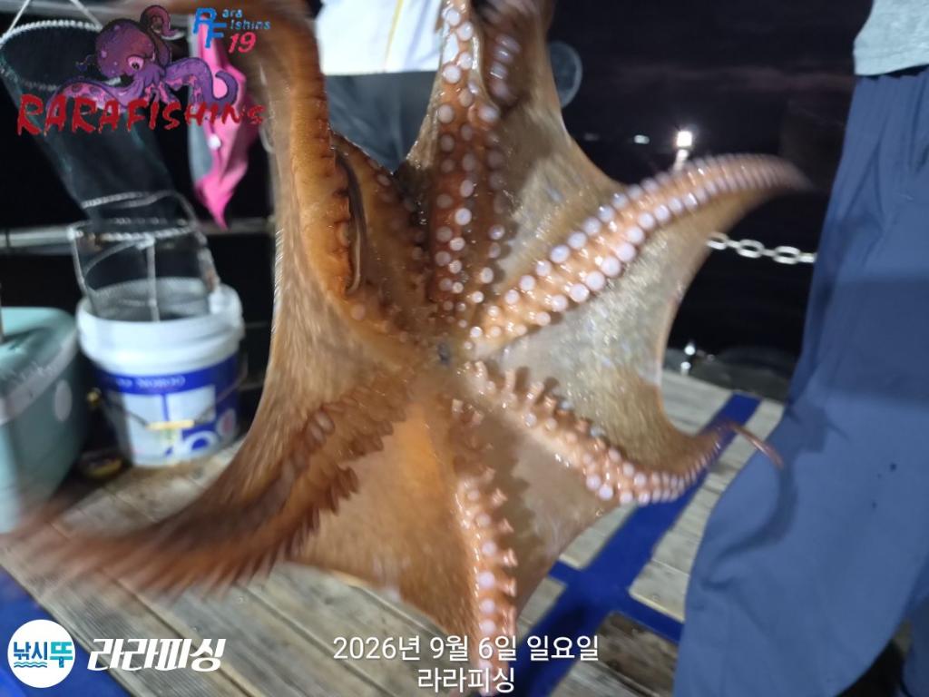 낚시뚜,돌문어,속천항(진해),라라피싱,낚시뚜7