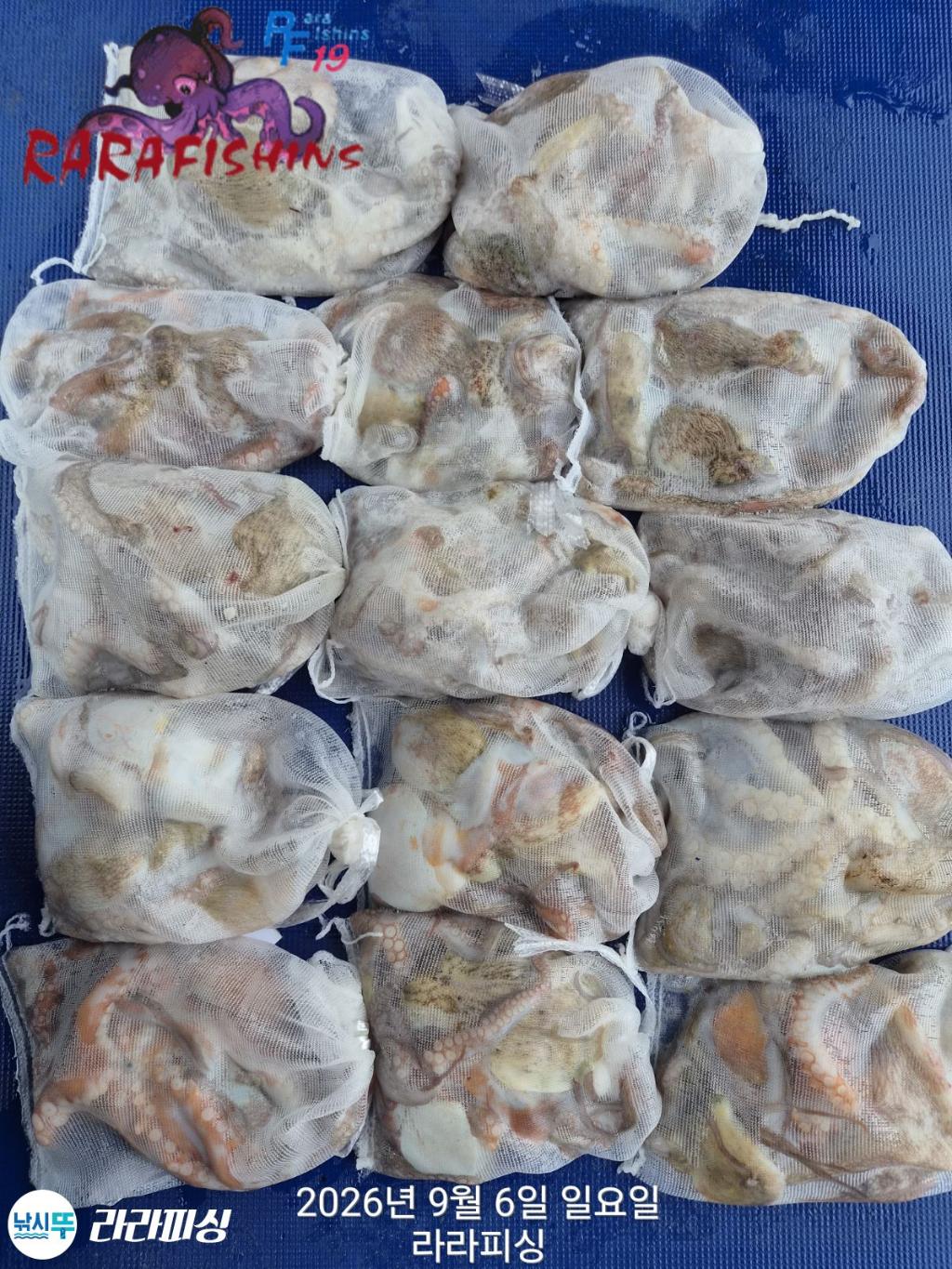 낚시뚜,돌문어,속천항(진해),라라피싱,낚시뚜0