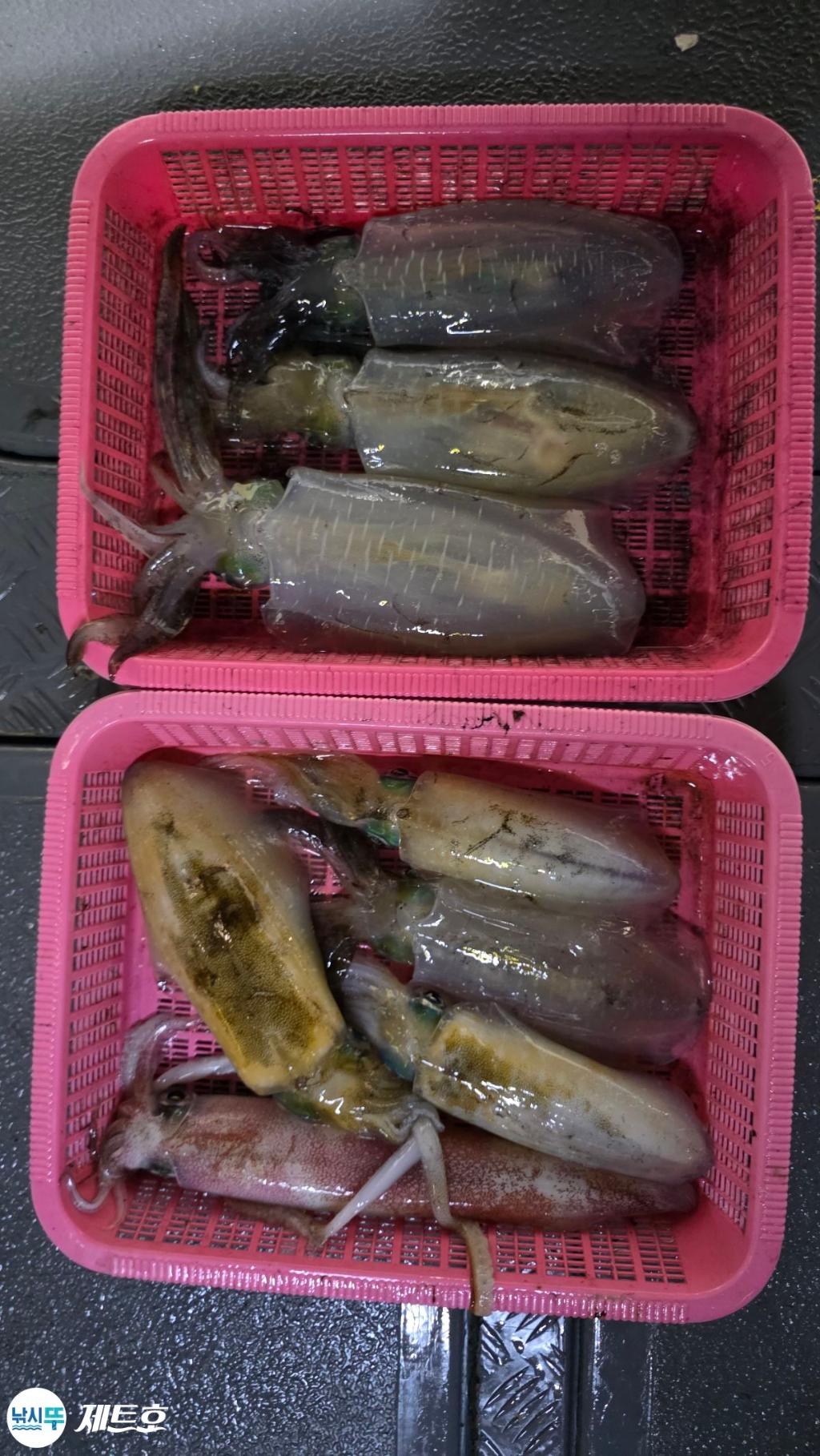 낚시뚜,무늬오징어,영일만항,포항 제트호,낚시뚜8