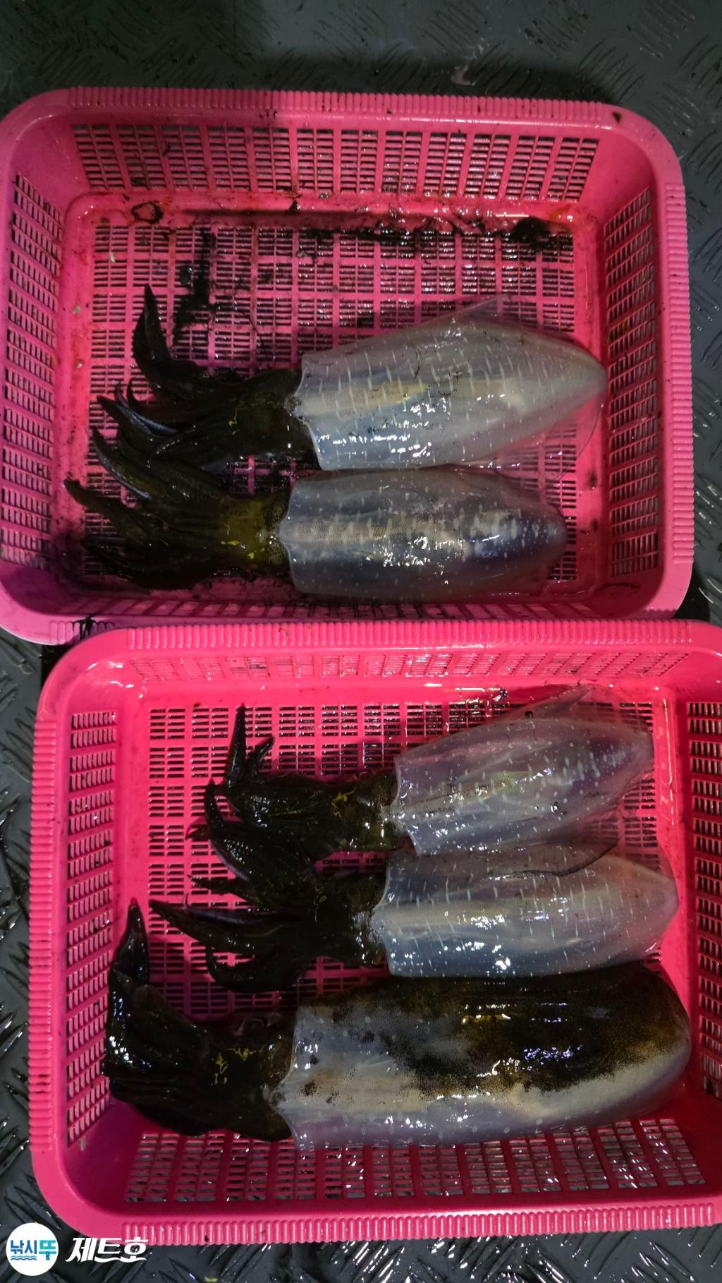 낚시뚜,무늬오징어,영일만항,포항 제트호,낚시뚜7