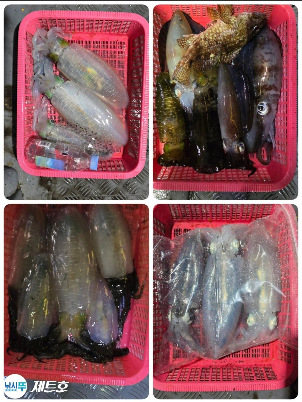 낚시뚜,무늬오징어,영일만항,포항 제트호,낚시뚜1