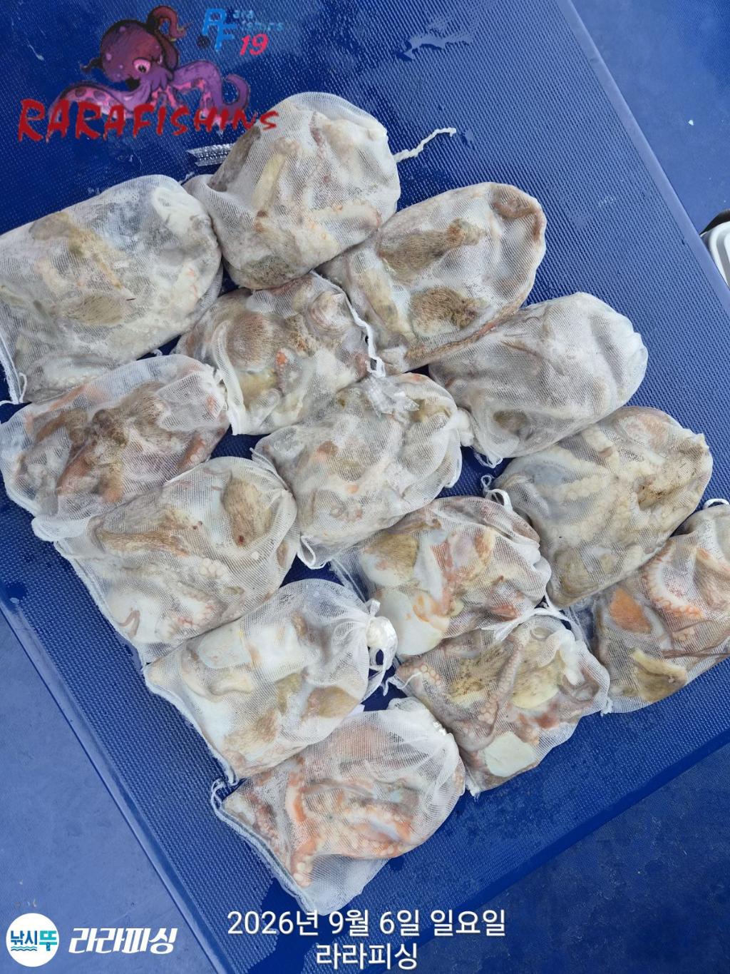 낚시뚜,돌문어,속천항(진해),라라피싱,낚시뚜19