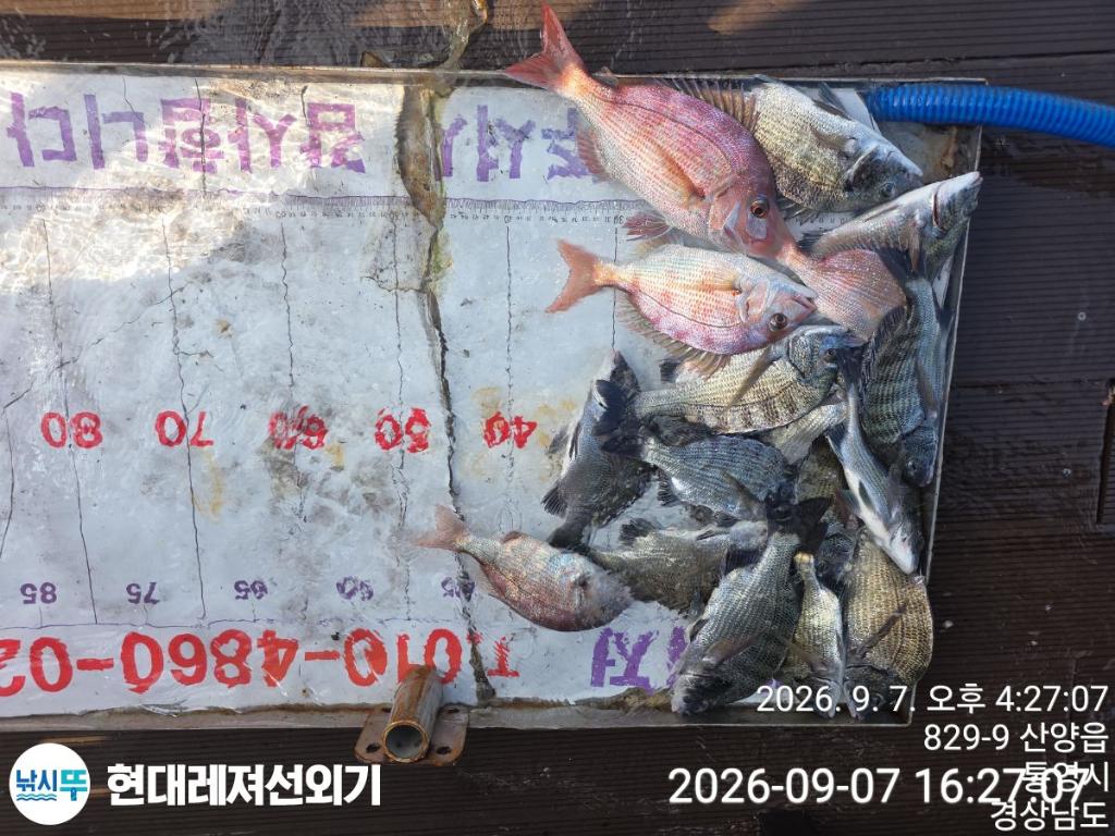 낚시뚜,감성돔,참돔,풍화상장마을,통영 현대레져선외기,낚시뚜1